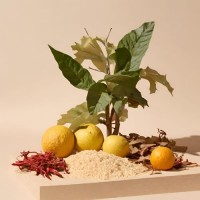 Aromatinis aliejus „Bergamotė ir kašmyro mediena“, 30 g