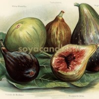 Aromatinis aliejus „Juodoji figa ir vetiverija“, 30 g