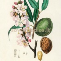 Aromatinis aliejus „Migdolai ir vanilė“, 30 g